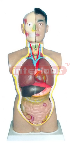 85 CM TALL, CHN-TYPE ADULT MALE (SHORT SEX) TORSO MODEL WITH HEAD AND WITH OUT BACK ANATOMY